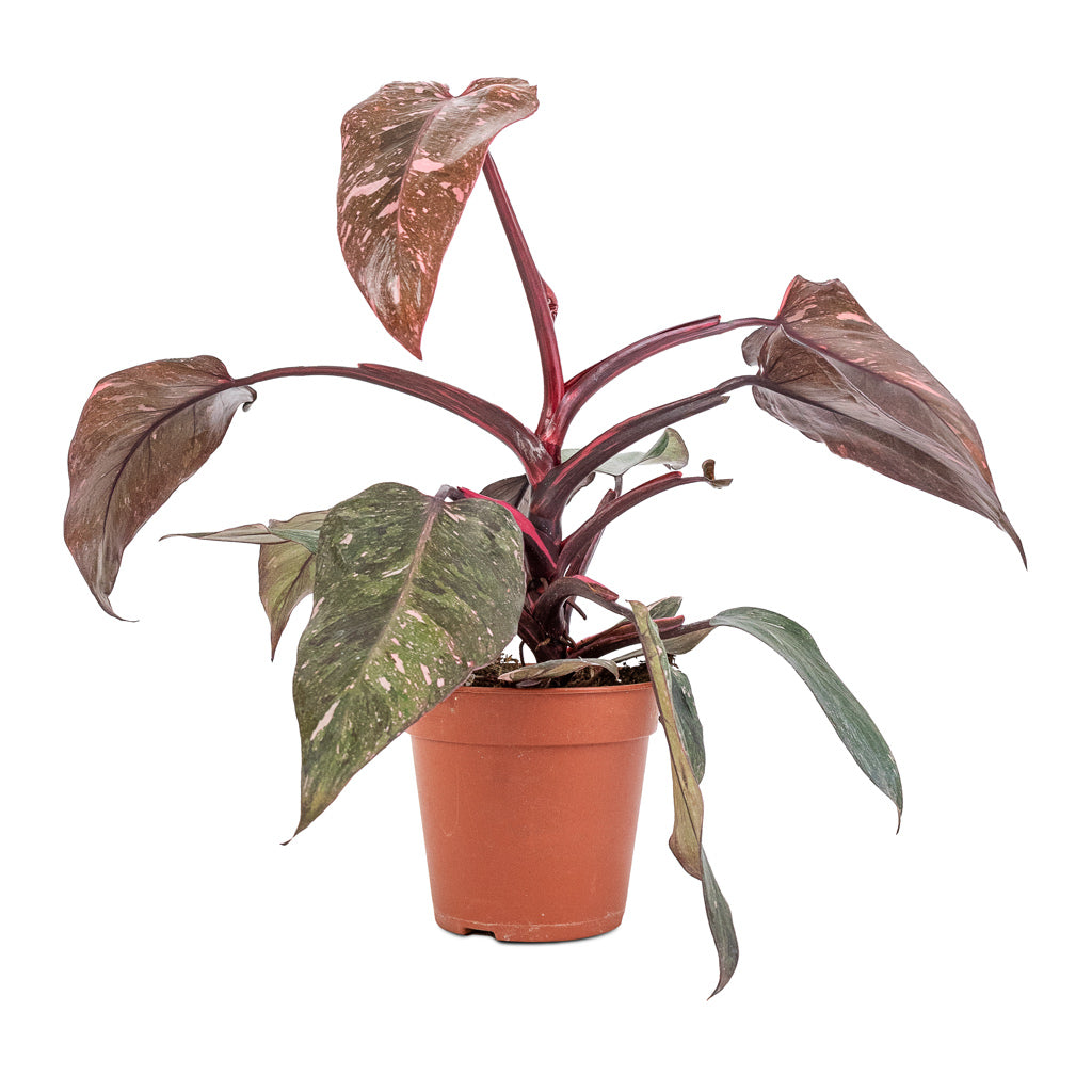 Philodendron erubescens Pink Princess - 12 x 25cm