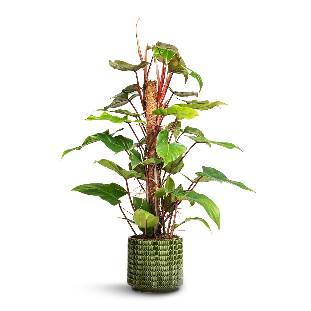 Philodendron erubescens Red Emerald - Moss Pole &amp; Flor Plant Pot - Green