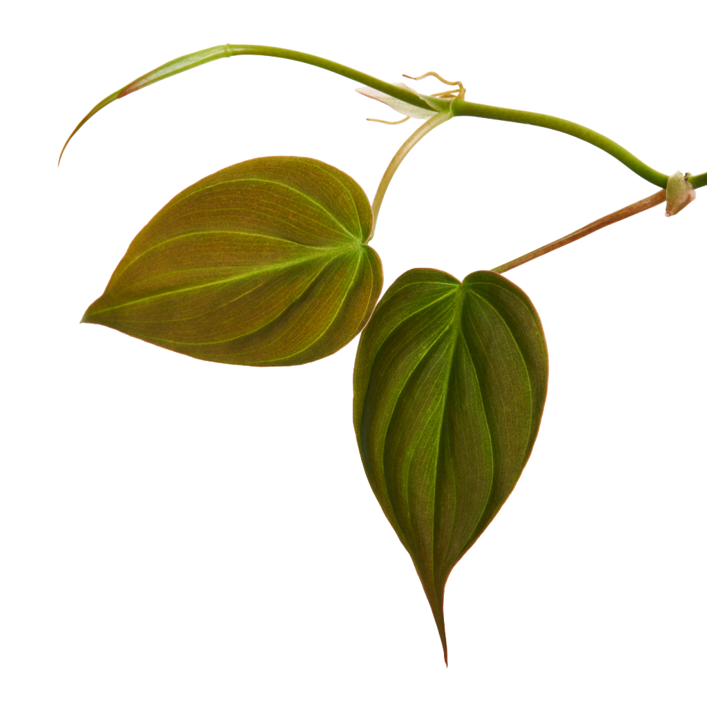Philodendron micans Velvet Leaf - 12x20cm In Davide Pot Lavender Haze - 15x20cm