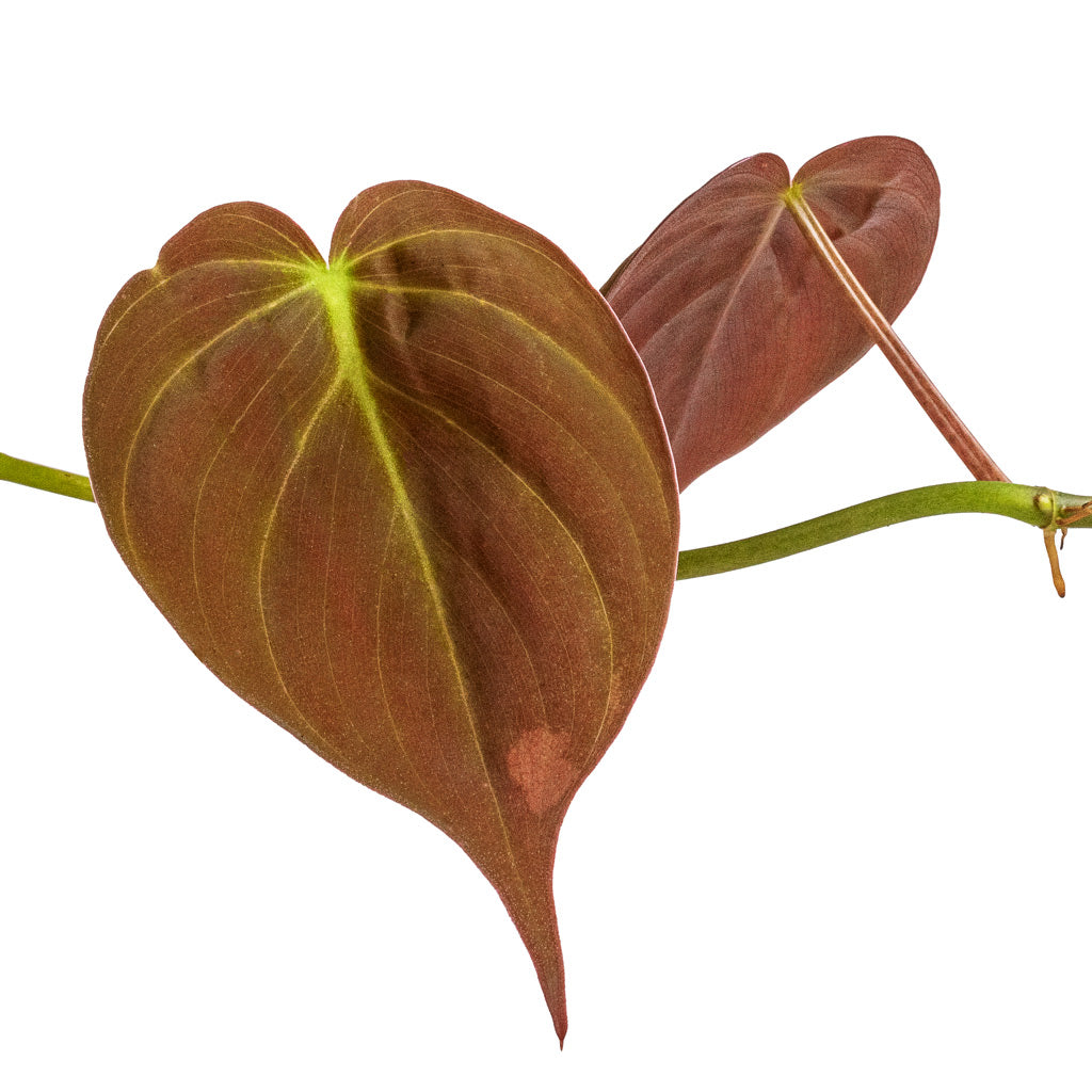 Philodendron micans - Velvet Leaf Philodendron - Leaves