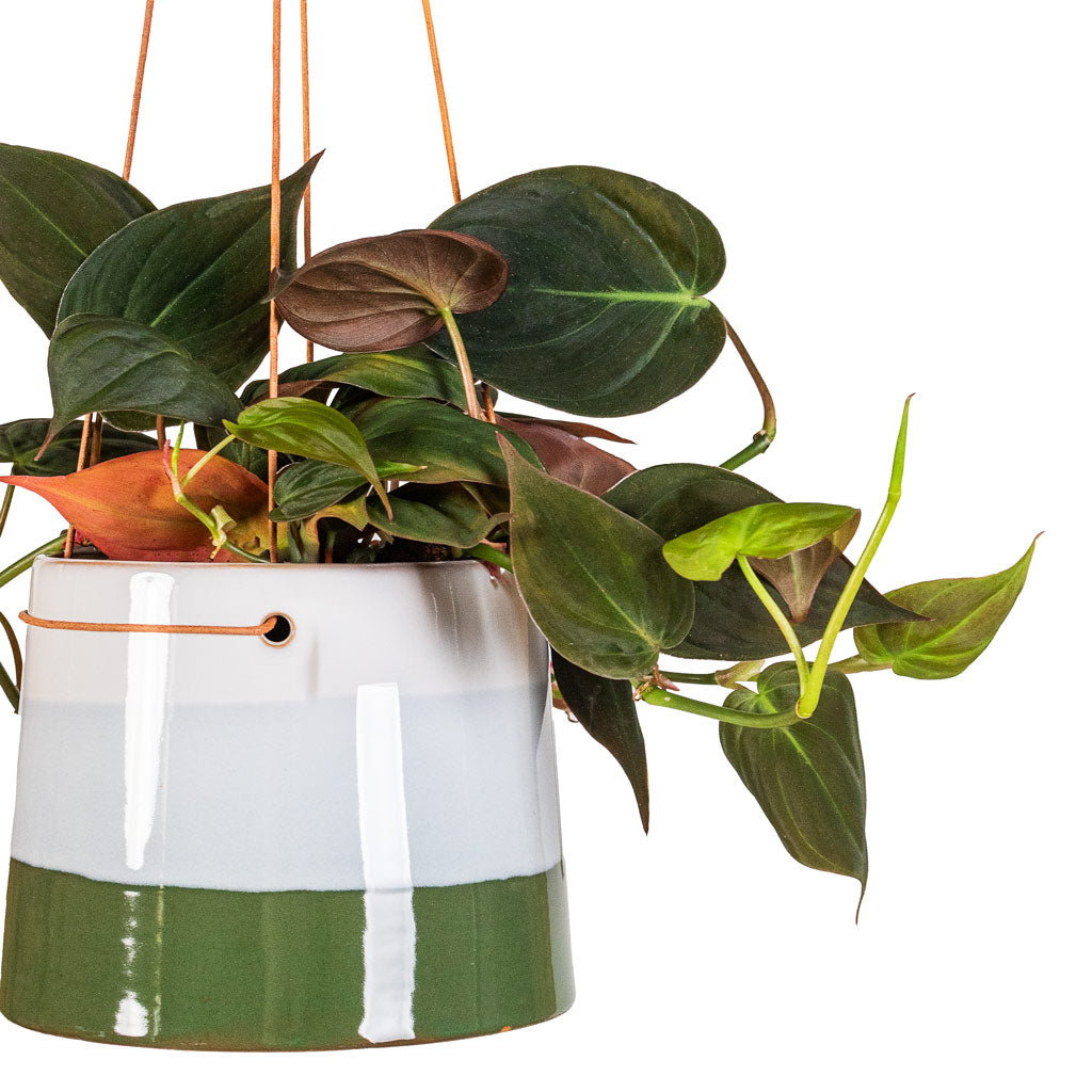 Philodendron micans Velvet Leaf 12x20cm In Striped Hanging Pot Blue Green - 16x12cm