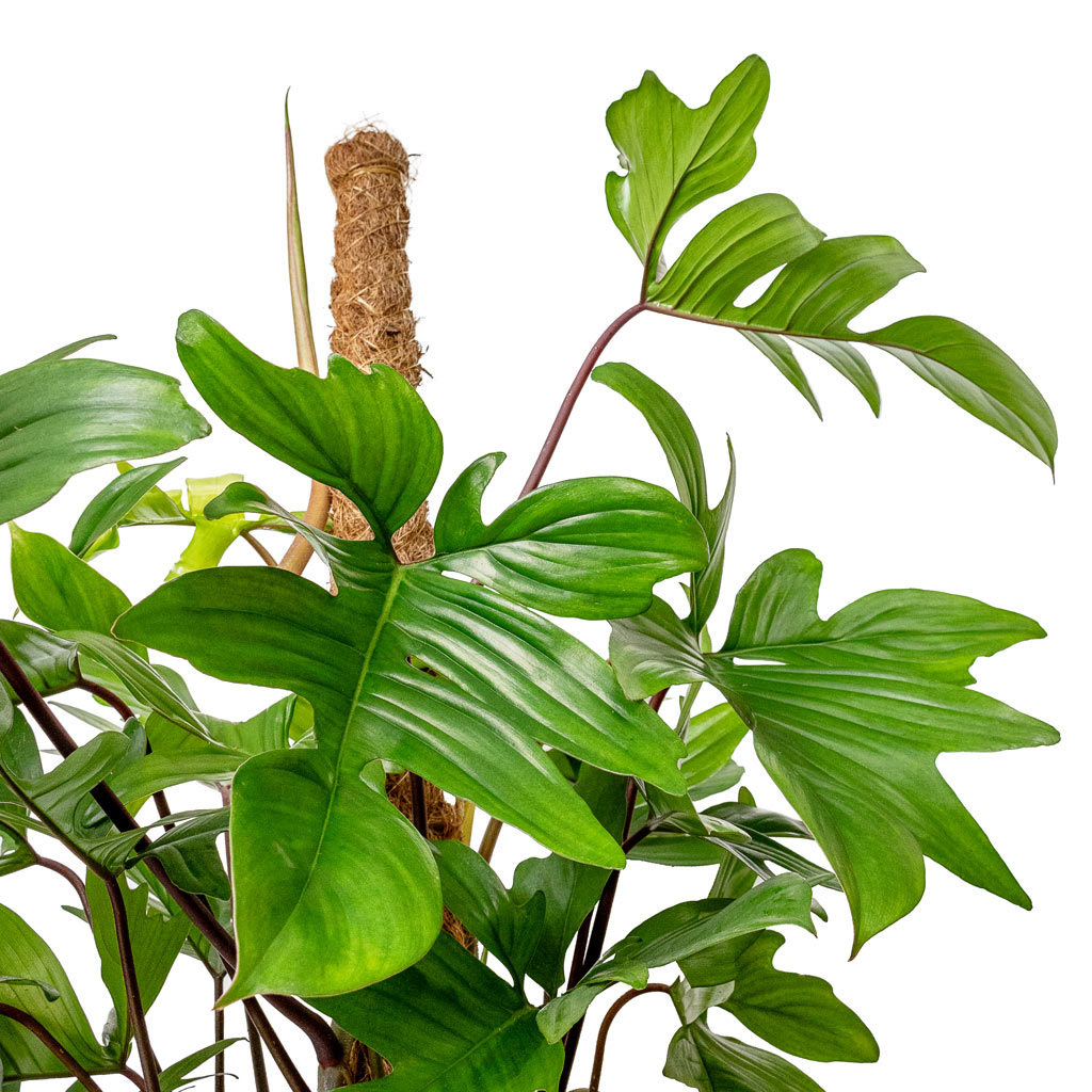 Philodendron pedatum Oak Leaf Philodendron Moss Pole & Raindrop Tube Round Planter Anthracite