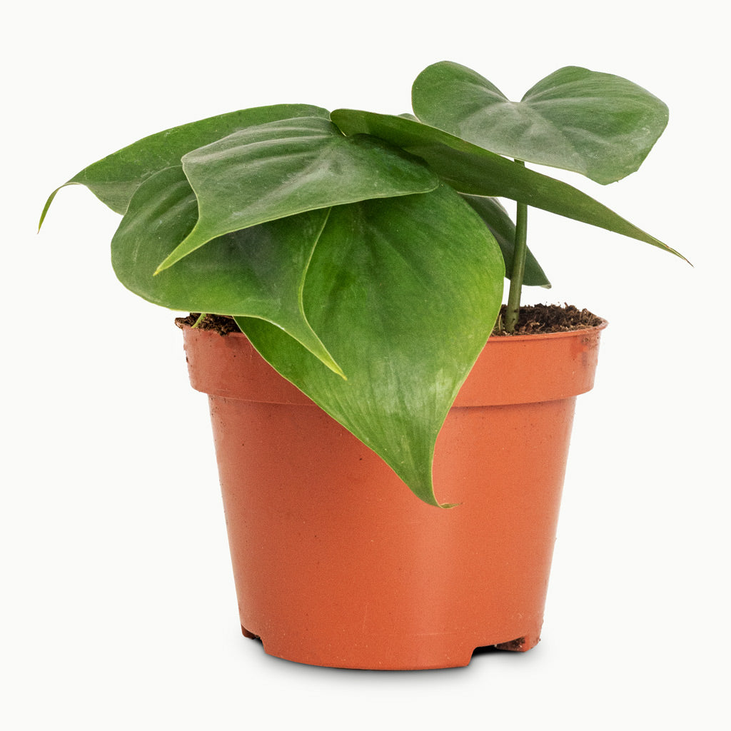 Philodendron scandens - 10.5x20cm