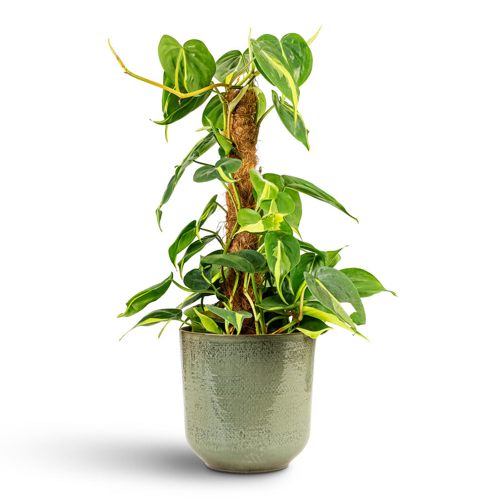 Philodendron scandens Brasil Moss Pole 15x50cm In  Nouri Pot Moss Green 20x19cm
