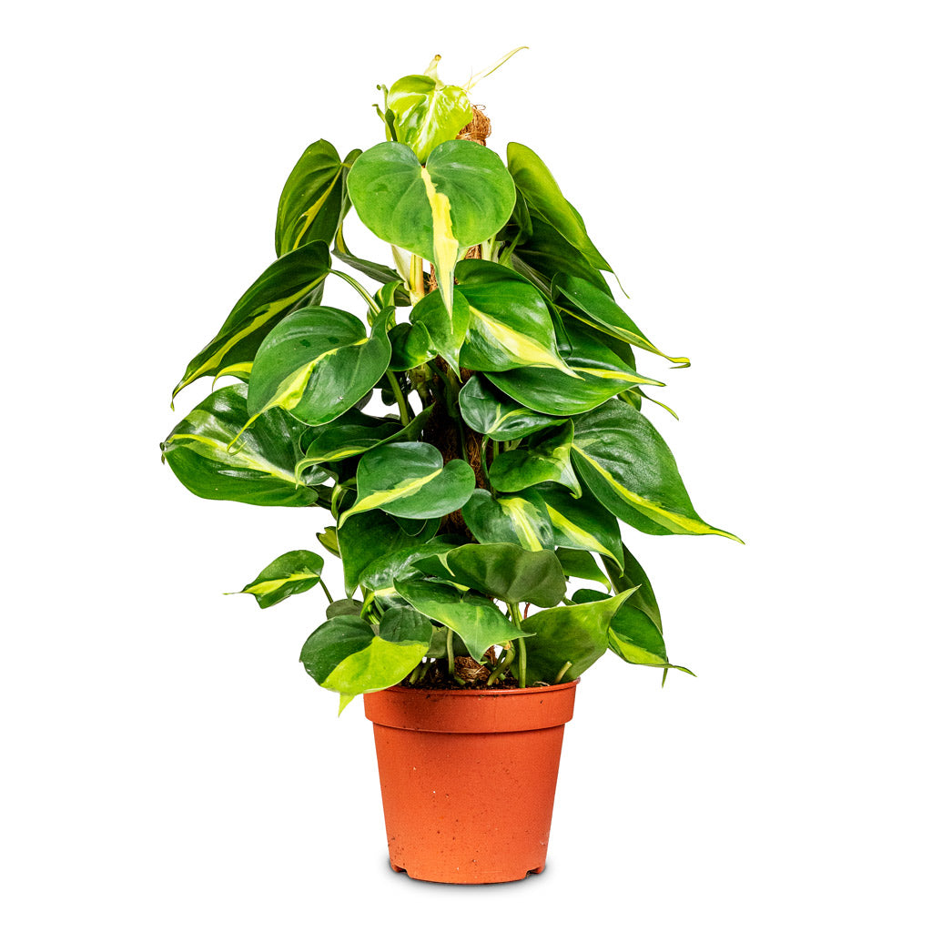 Philodendron scandens Brasil Moss Pole 15x50cm