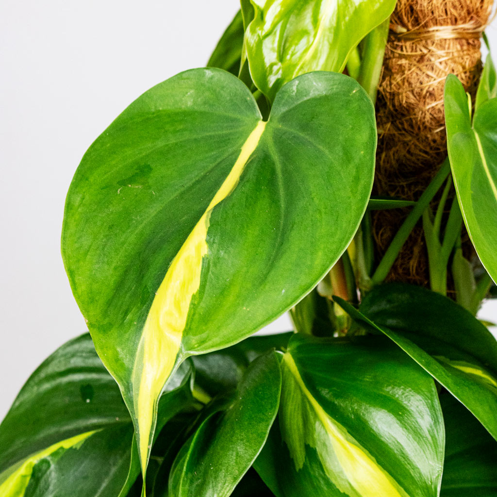 Philodendron scandens Brasil Moss Pole close up