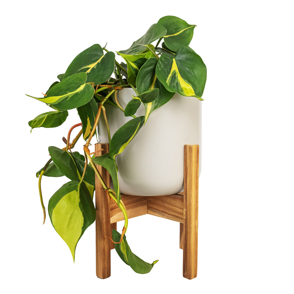 Philodendron scandens Brasil - 17 x 30cm in Lisbon Plant Pot - Light Grey - 21 x 21cm with Lisbon Plant Pot Stand - 25 x 25 x 25cm