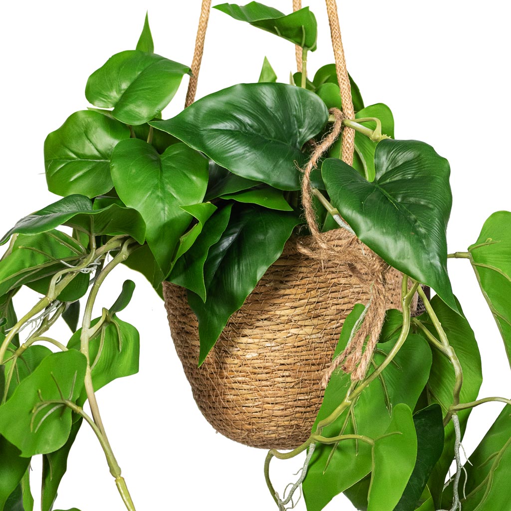 Philodendron scandens Sweetheart Plant Artificial In Igmar Hanging Basket Natural Close Up