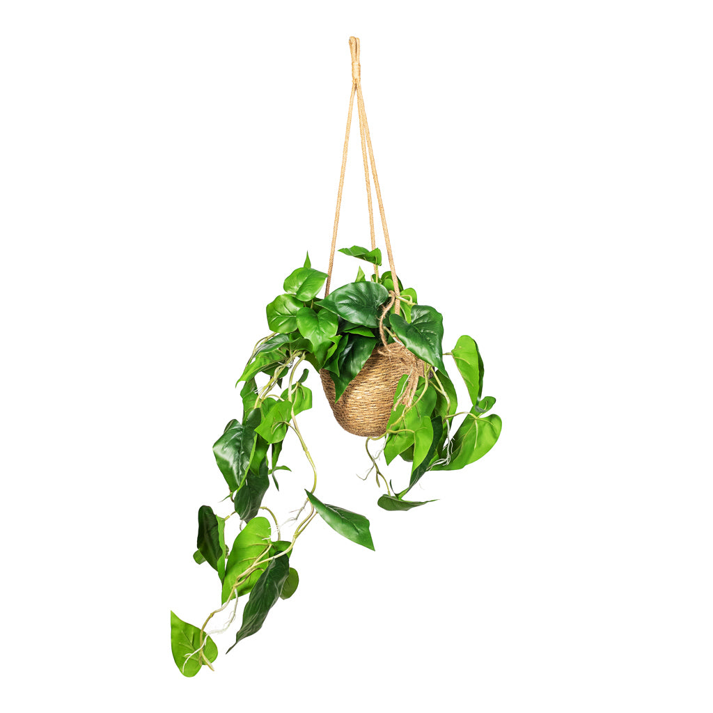 Philodendron scandens Sweetheart Plant Artificial In Igmar Hanging Basket Natural 