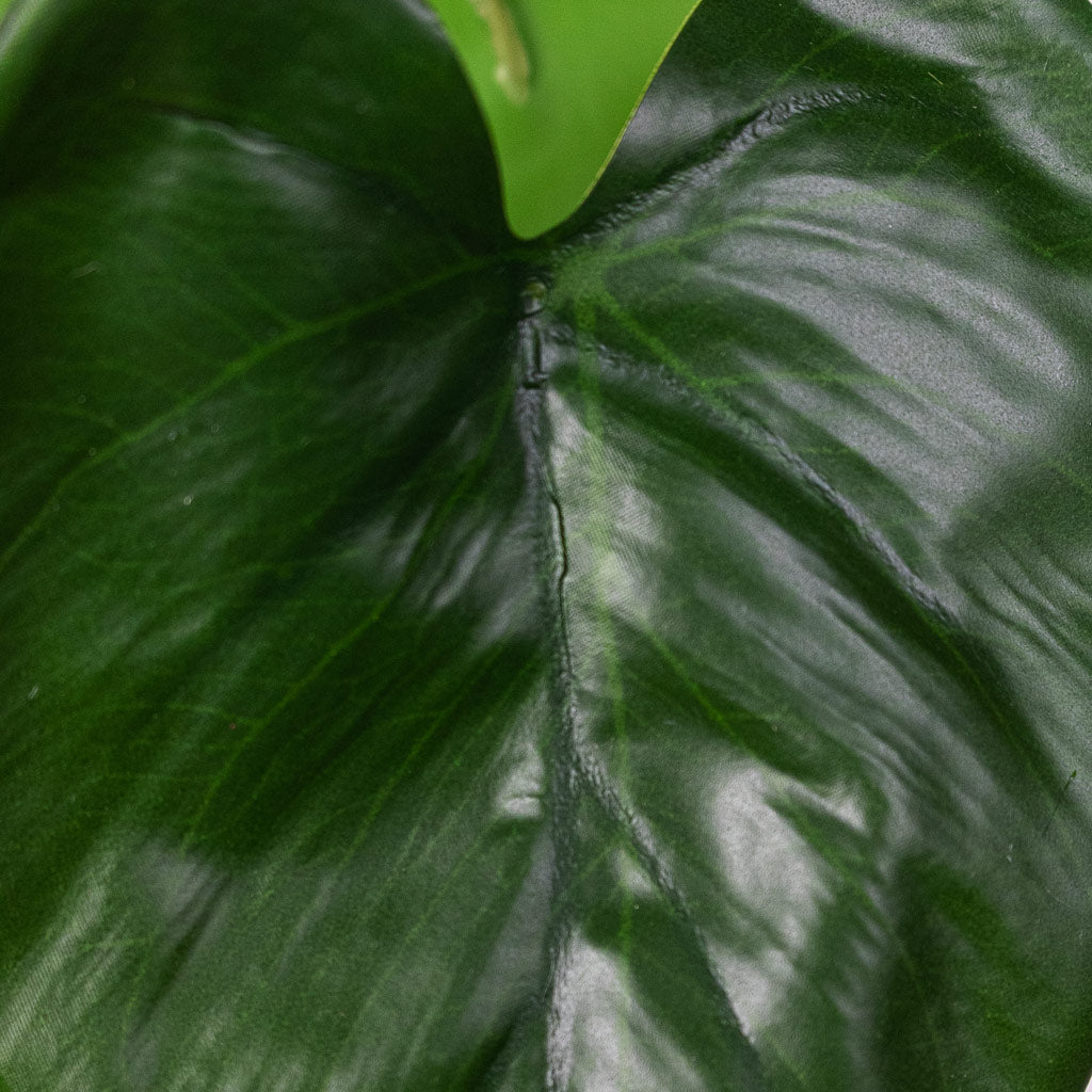 Philodendron scandens Sweetheart Plant Artificial Leaf Close Up 