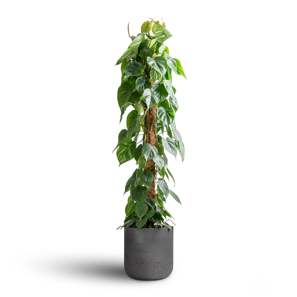 Philodendron scandens Sweetheart Plant Moss Pole - 27x150cm In Russell Mountain Planter Granite Grey - 42x36cm