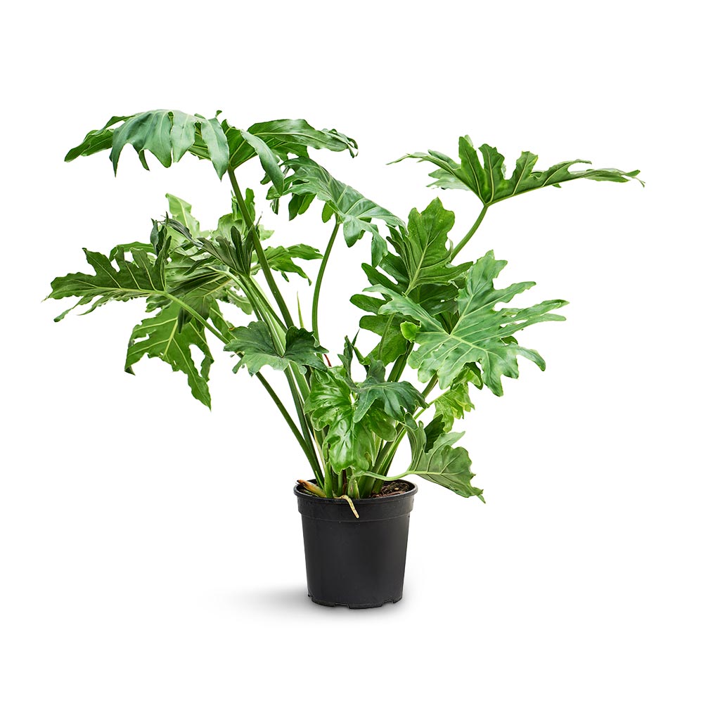 Philodendron selloum - Tree Philodendron - 24 x 100cm