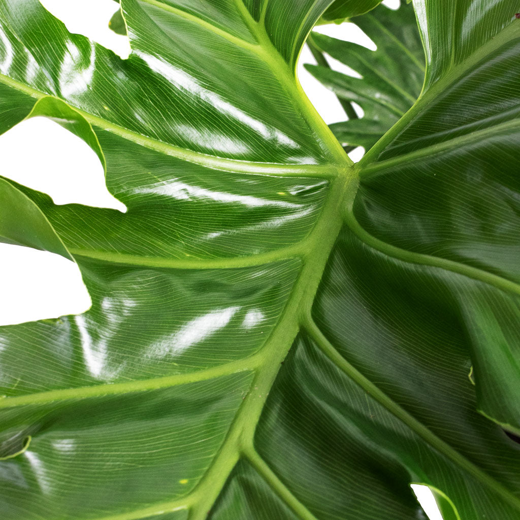 Thaumatophyllum bipinnatifidum Tree Philodendron - 24x90cm Emmie Metal Pot Mystic Green - 27x23cm