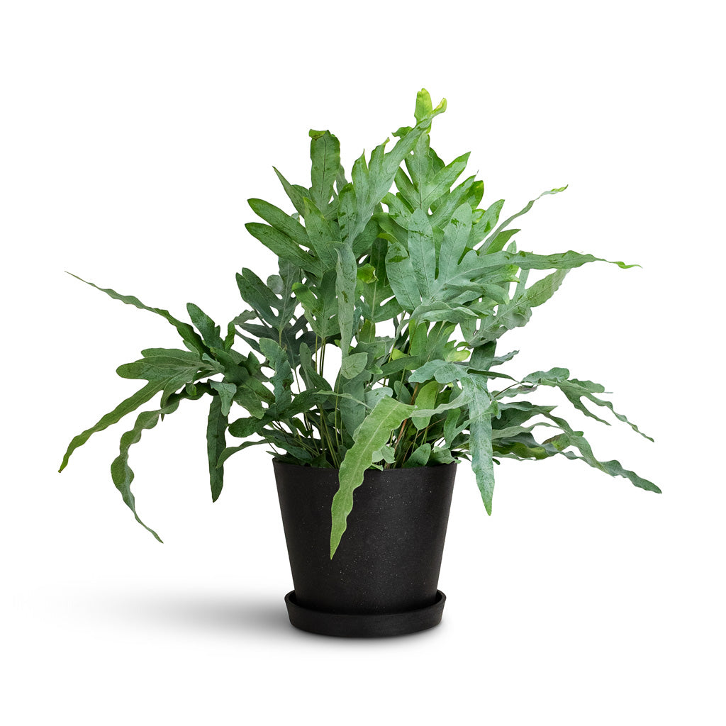 Phlebodium Blue Star 12x25cm Amsterdam Bucket Planter Slate 20x18cm with Saucer