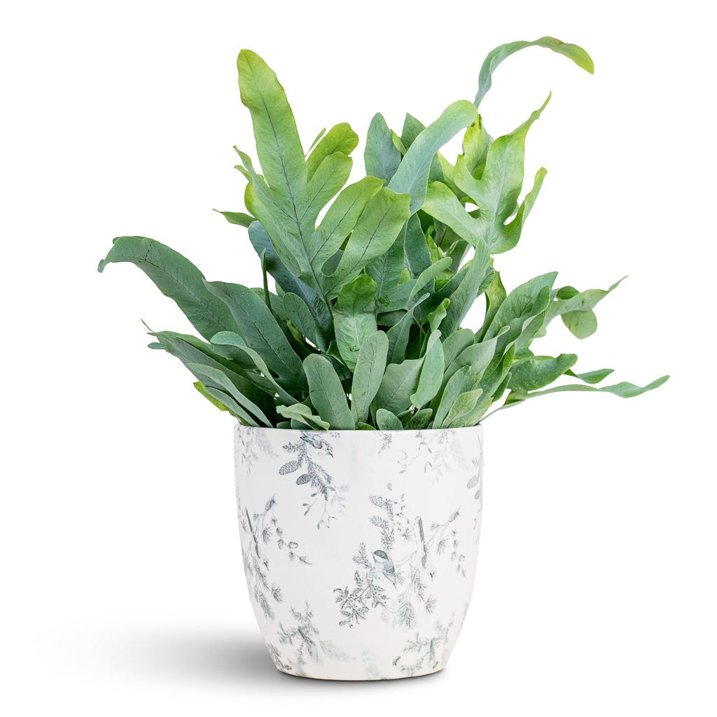 Phlebodium Blue Star 12x25cm House Plant In Monza Pot Vintage Bird 15x14cm