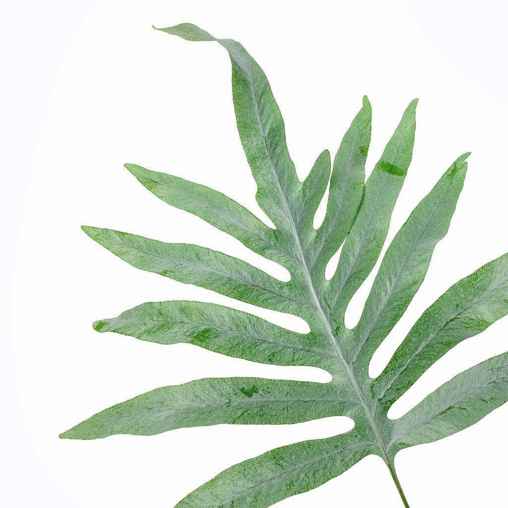 Phlebodium Blue Star - Blue Star Fern & Arles Leaf Plant Pot - Mocha