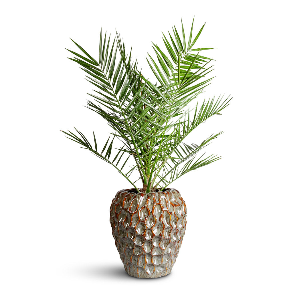 Phoenix canariensis 19x100cm Rachel Pot Ocean 32x33cm