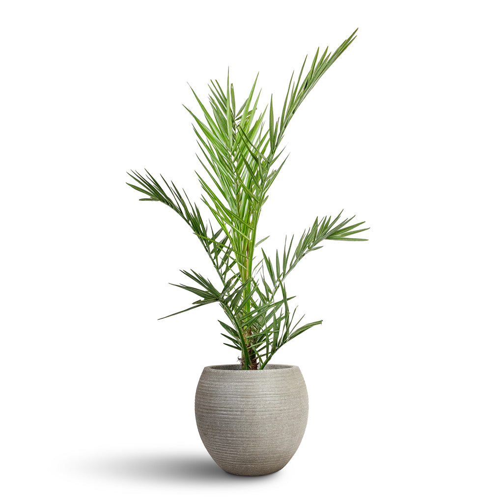 Phoenix canariensis - Canary Island Date Palm & Abby Ball Plant Pot - Ridged Cement