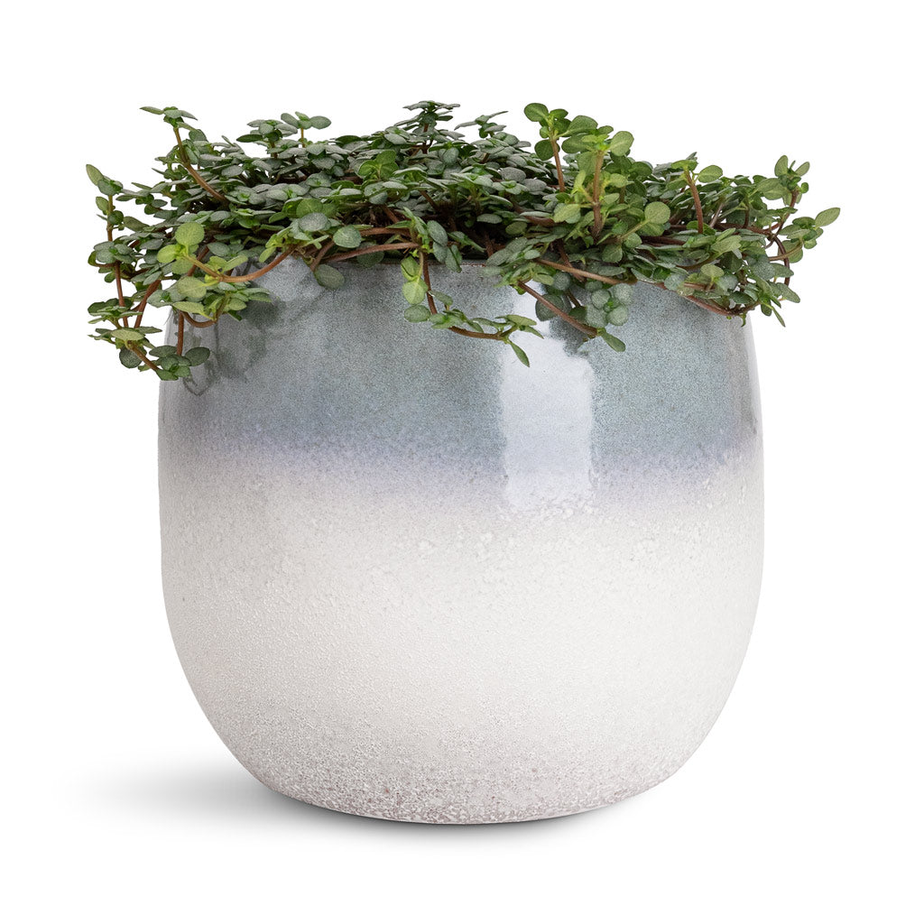 Pilea glaucophylla Greyzy Silver Sparkles - 12x20cm In Fem Pot Sky Blue - 15x13cm