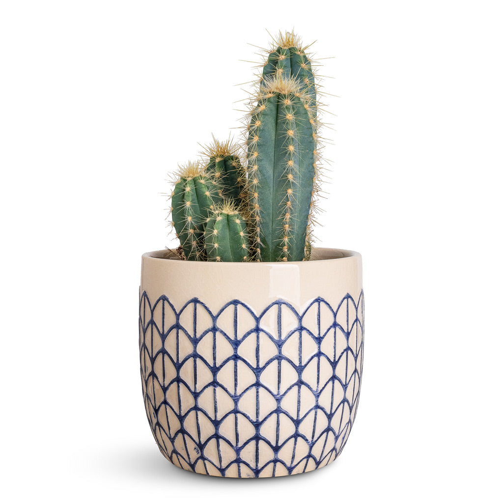Pilocereus pachycladus azureus In Geo Pot Creme Blue