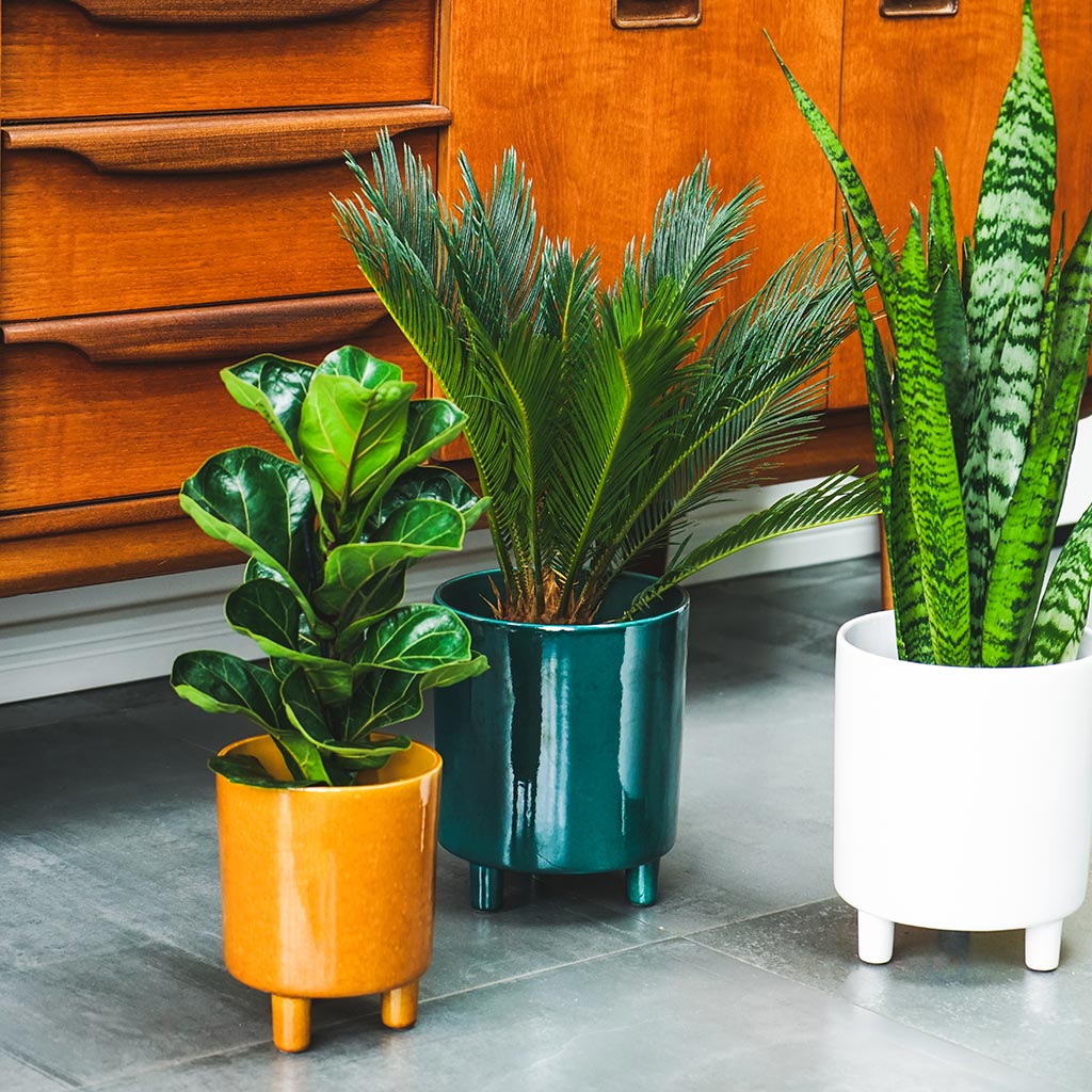 Pisa Plant Pot - White & Collection