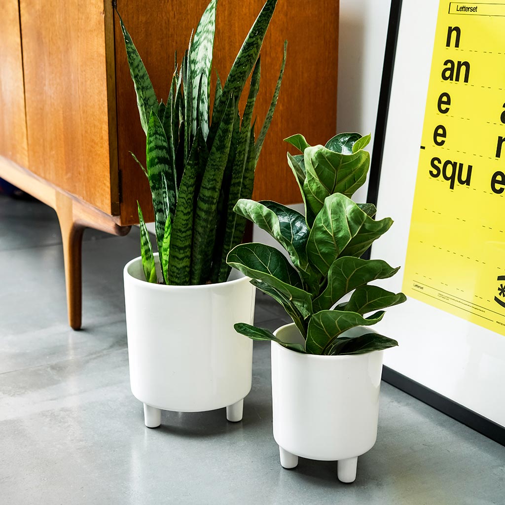 Pisa Plant Pot - White & Ficus Lyrata Bambino & Sanseveria