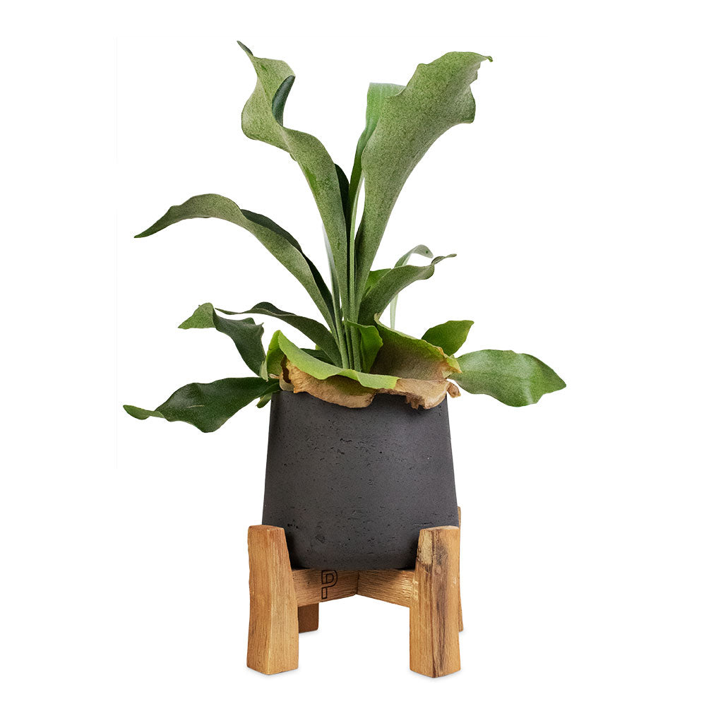 Platycerium bifurcatum - Common Staghorn Fern & Patt Plant Pot - Low Stand - Black Washed