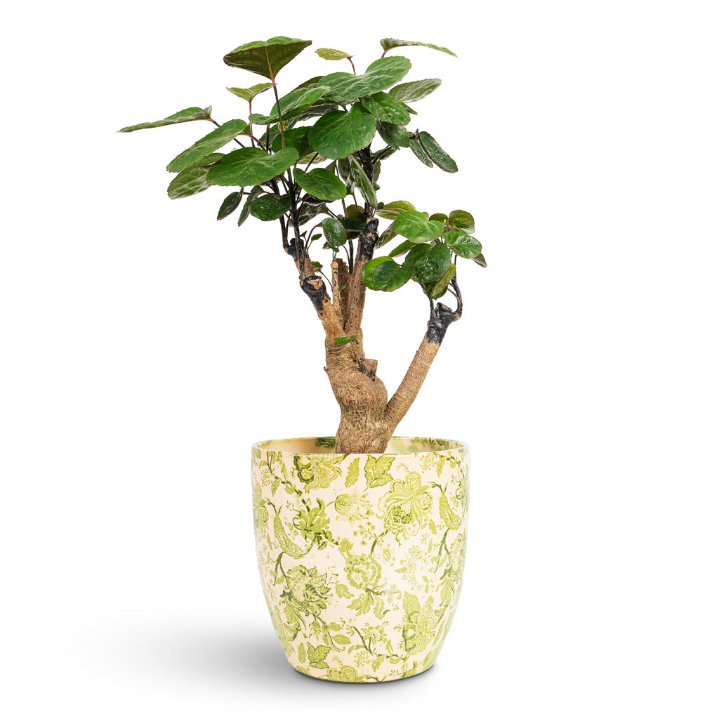 Monza Pot Vintage Green 15x14cm