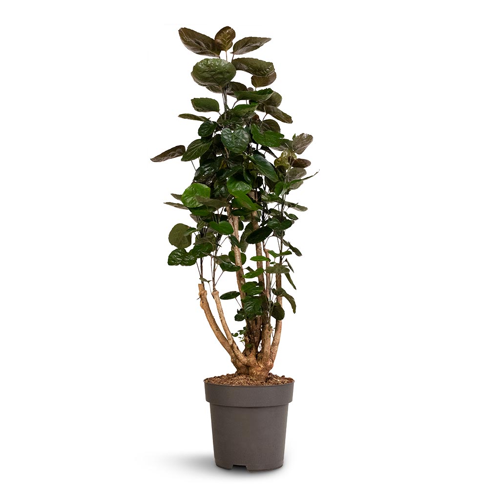 Polyscias Fabian - Aralia Fabian Small