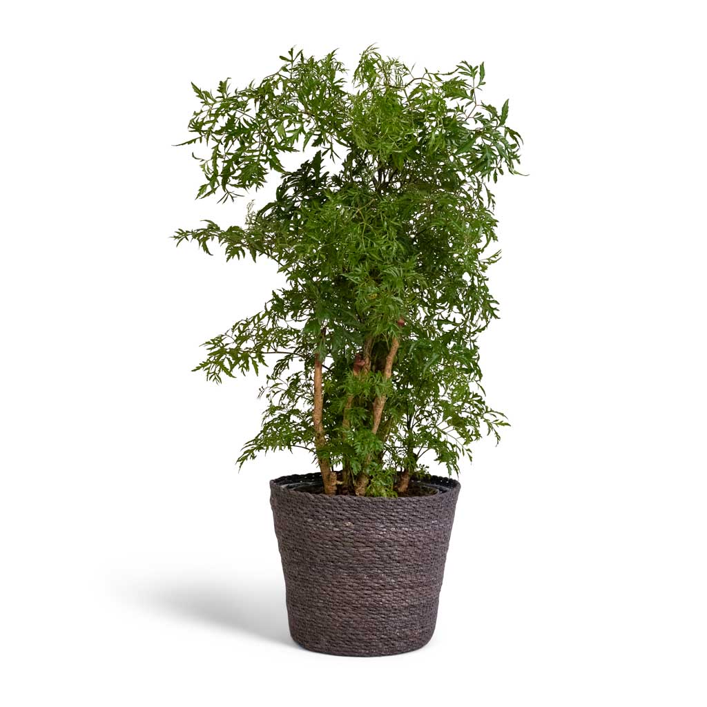 Polyscias Ming - Aralia Ming & Igmar Plant Basket - Grey