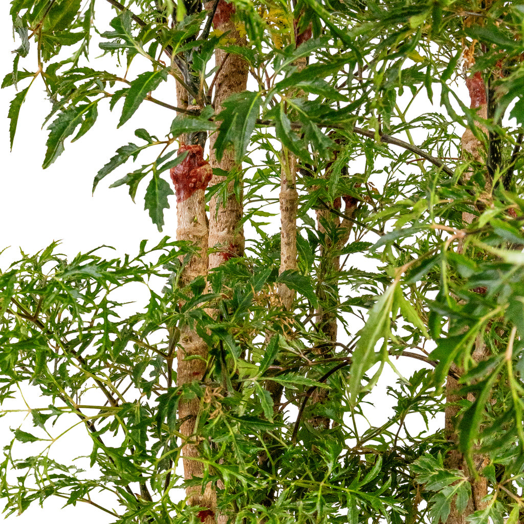 Polyscias Ming Aralia Ming 19x60cm In Patt Plant Pot Black Washed - 34x29cm