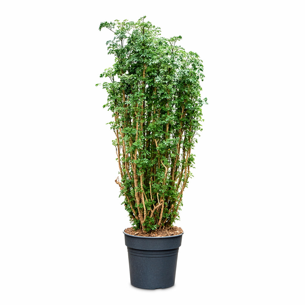 Polyscias Roble Aralia Indoor Plant 30x150cm
