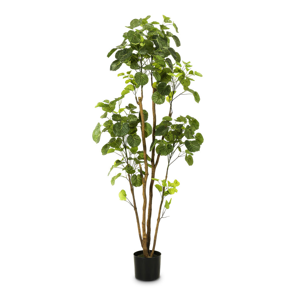 Polyscias Roble Tree Potted Artificial 160cm