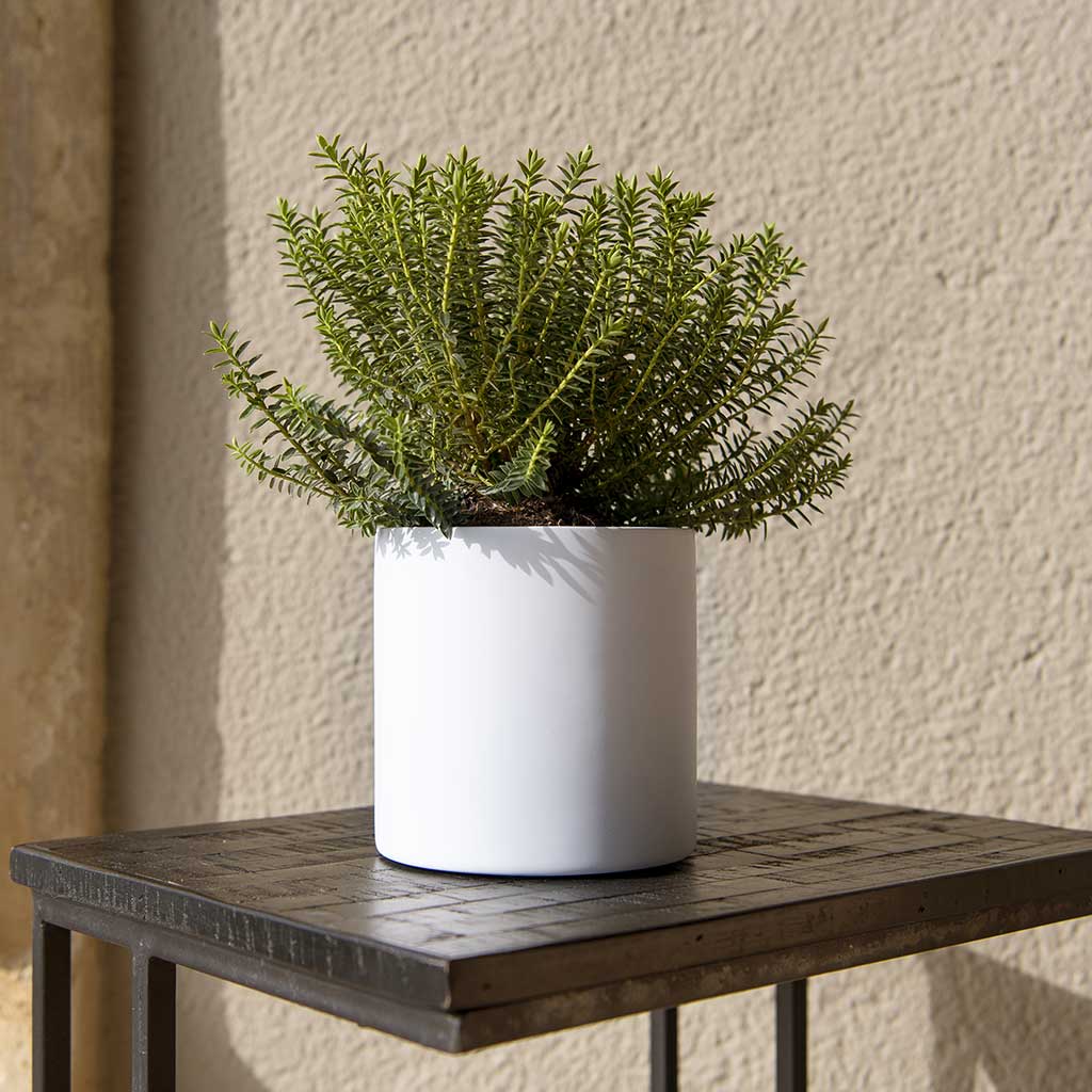 Puk Planter Matt White Outdoor Plant
