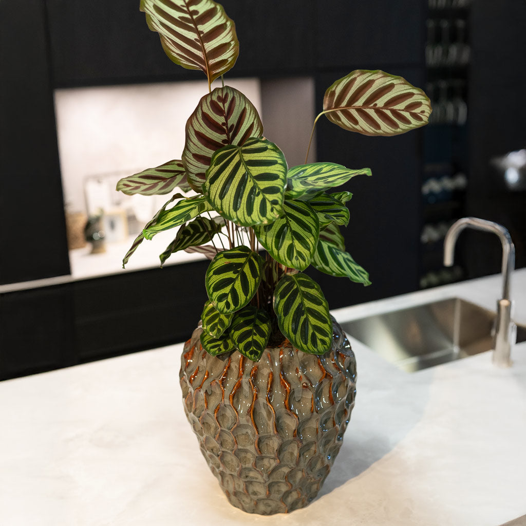 Calathea in Rachel Plante Pot Ocean 