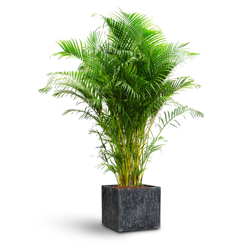 Raindrop Cube Planter - XL Plant Display
