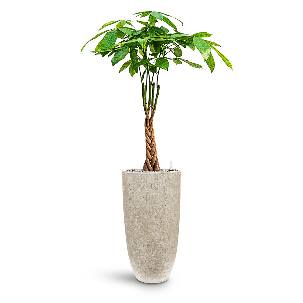Raindrop Tall Partner Planter - XL Plant Display