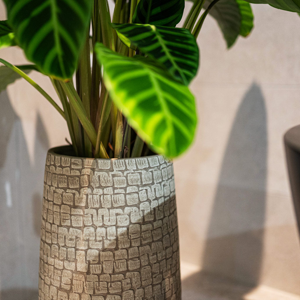 Calathea Zebrina In Renzo Sand 