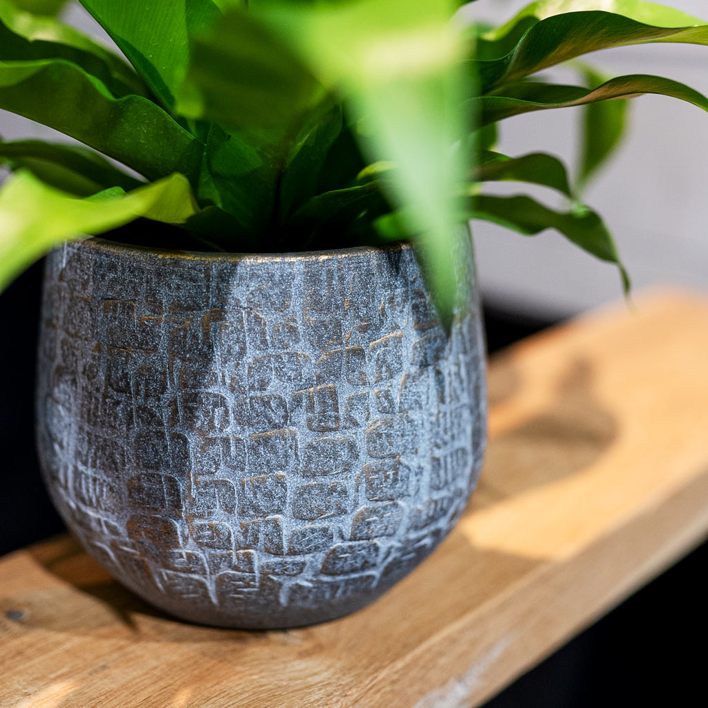 Asplenium In Renzo Plant Pot Shiny Slate 