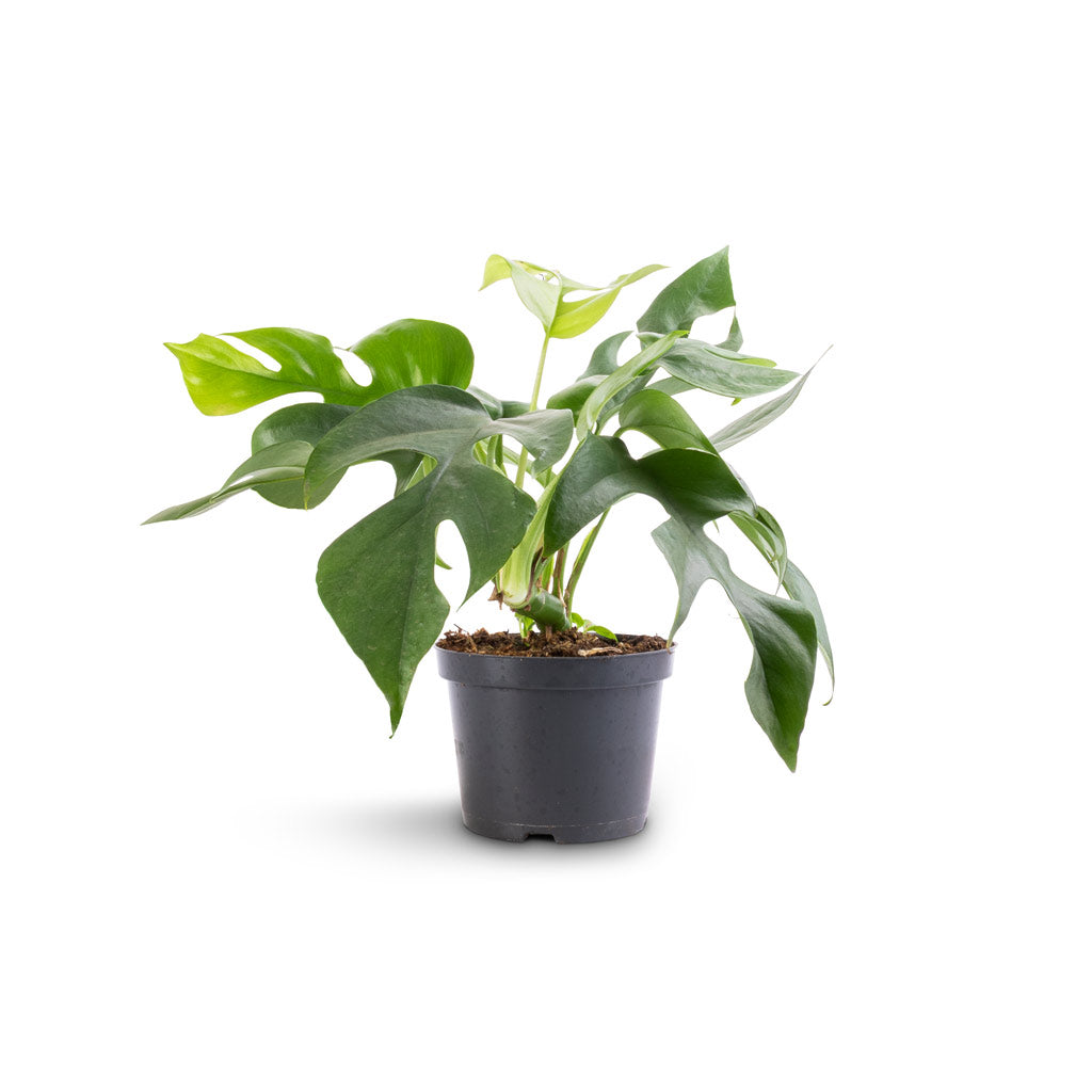 Rhaphidophora tetrasperma - Monstera minima - 12 x 25cm
