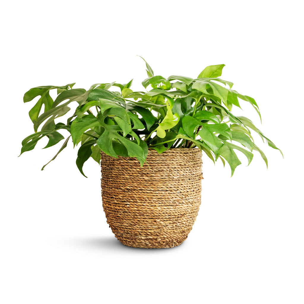 Rhaphidophora tetrasperma - Monstera minima &amp; Cody Plant Pot - Straw Grass