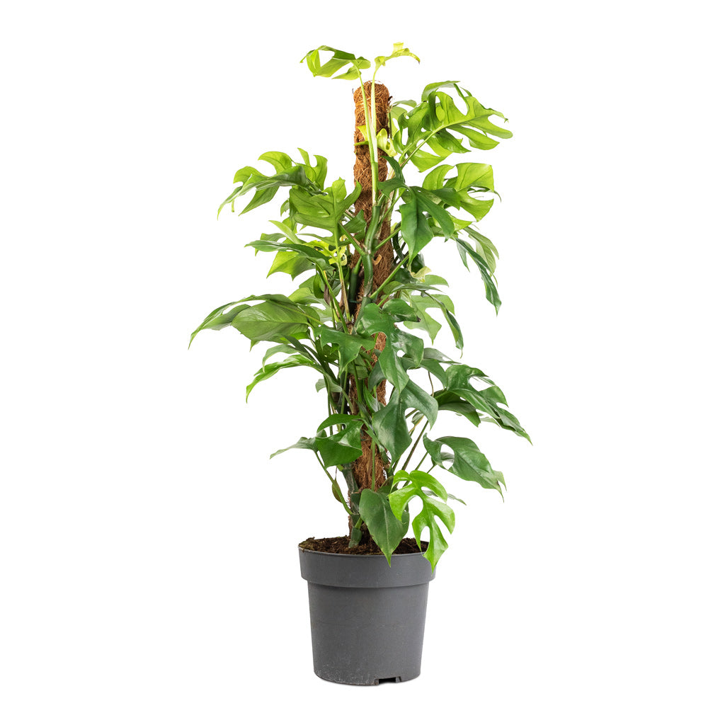 Rhaphidophora tetrasperma - Monstera minima - Moss Pole - 19 x 80cm