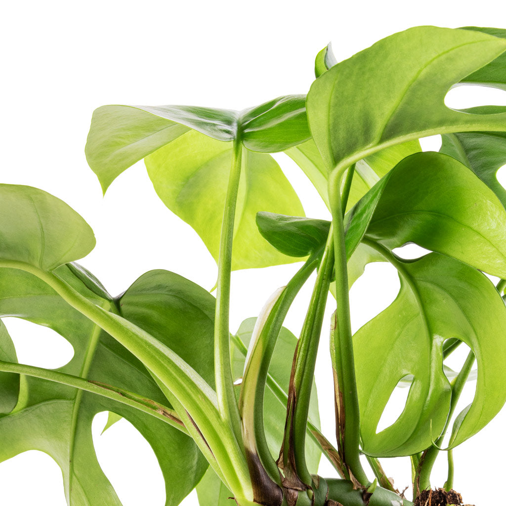 Rhaphidophora tetrasperma - Monstera minima Stems
