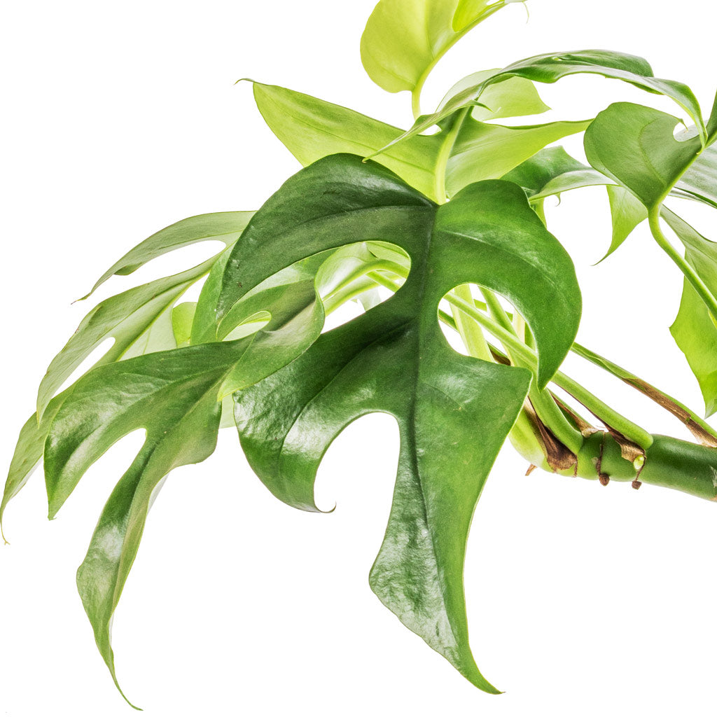 Rhaphidophora tetrasperma - Monstera minima Leaf