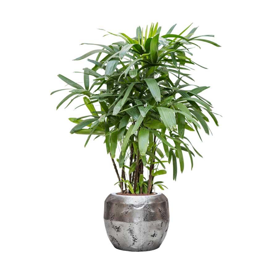 Rhapis excelsa - Lady Palm - HydroCare