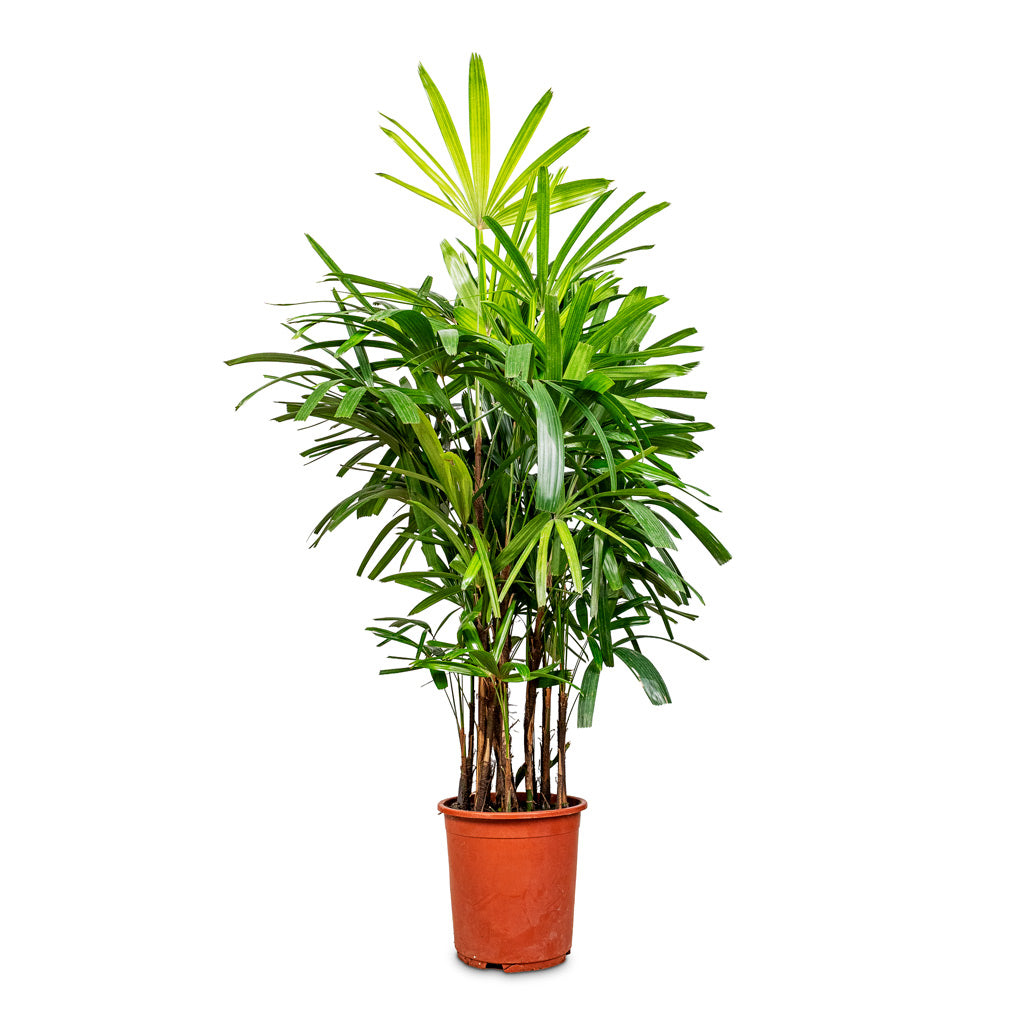 Rhapis excelsa Lady Palm close up 