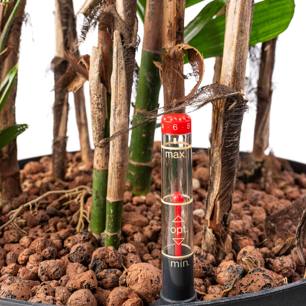 Rhapis excelsa - Lady Palm - HydroCare - Close Up