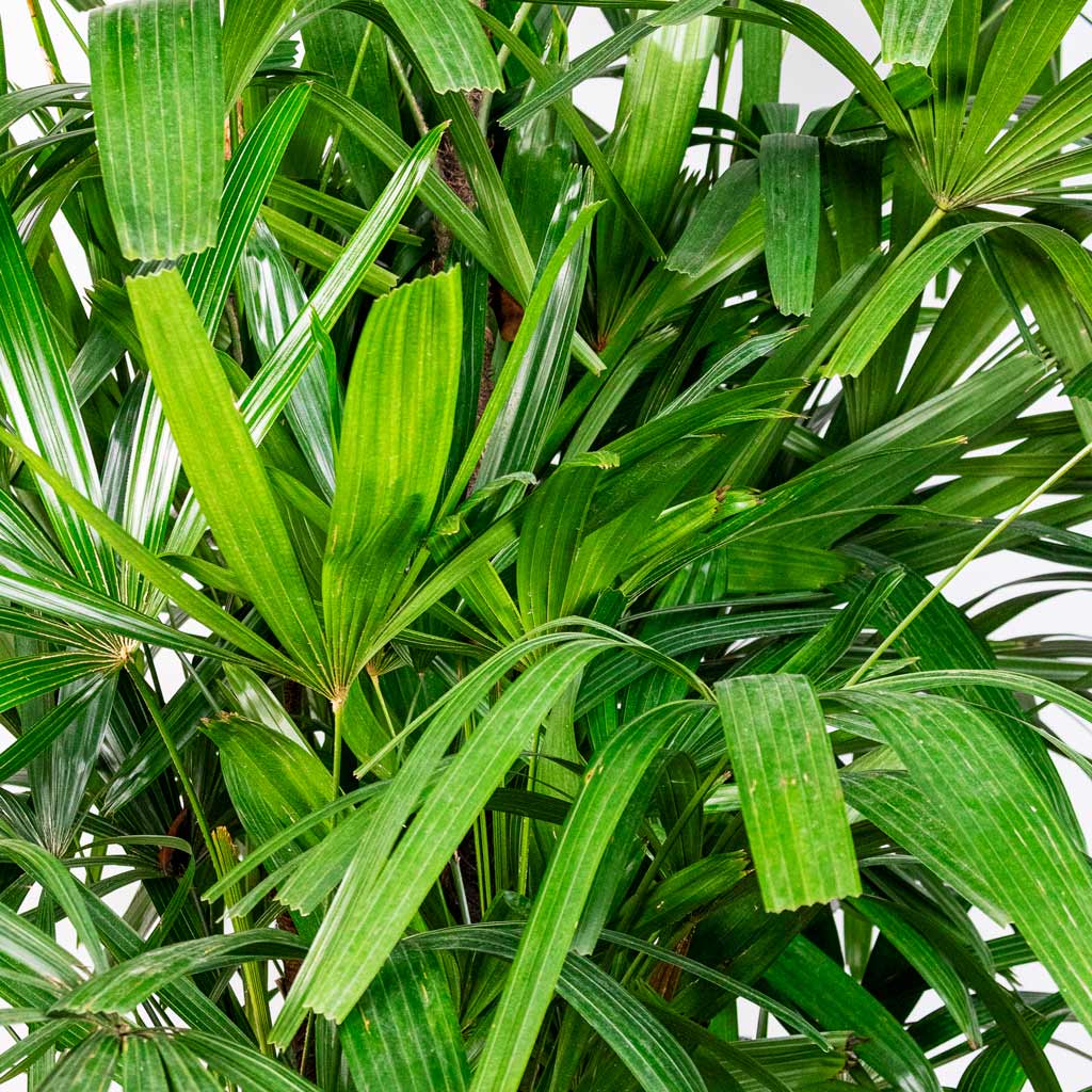 Rhapis excelsa Lady Palm close up