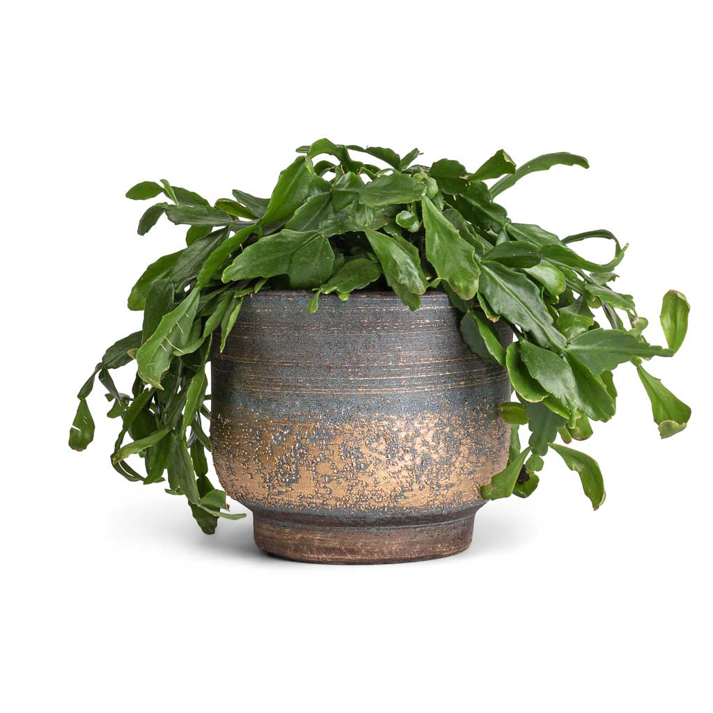 Rhipsalis crispata - Mistletoe Cactus & Aico Plant Pot - Shiny Blue