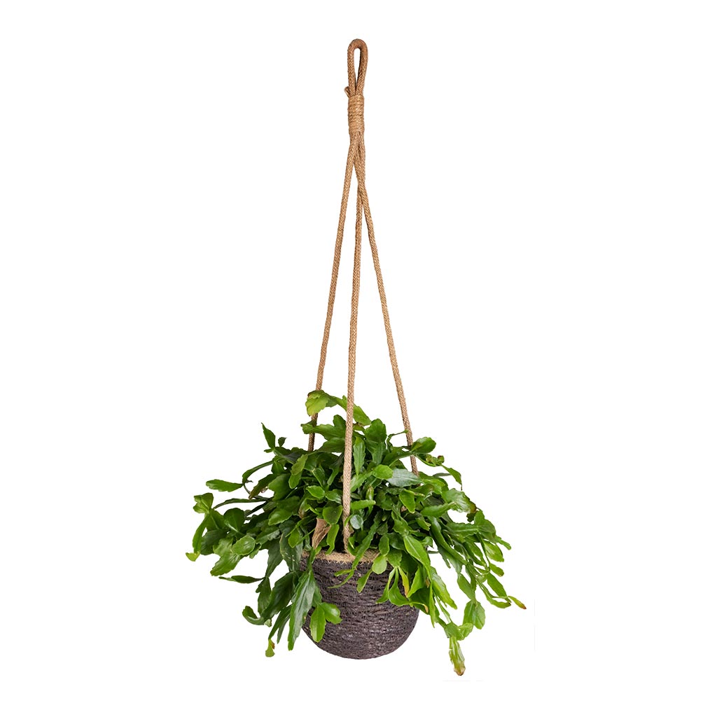 Rhipsalis crispata - Mistletoe Cactus & Igmar Hanging Plant Basket - Grey